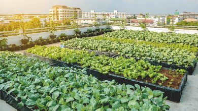 Urban Gardening