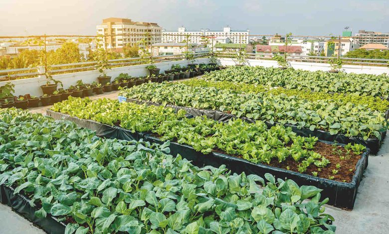 Urban Gardening